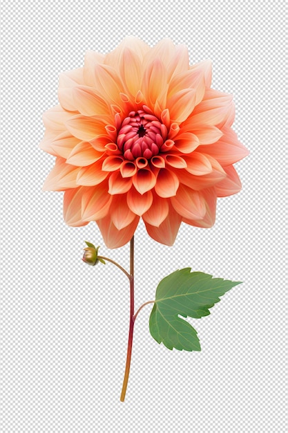 PSD dahlia flower and leaf on white background