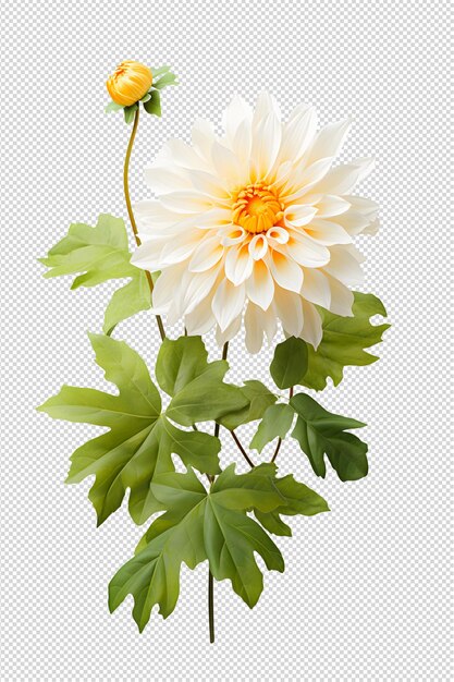 PSD dahlia flower and leaf on white background