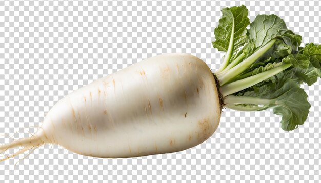 PSD daikon radish isolated on transparent background