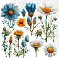 PSD daisies and dandelions watercolor set soft style transparent