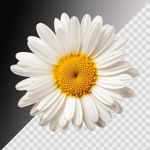 PSD daisy blossom isolated on transparent background