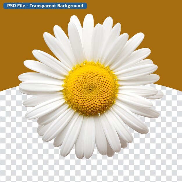 PSD daisy blossom white flower общий крупный план