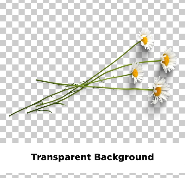 daisy chamomile isolated with transparent background