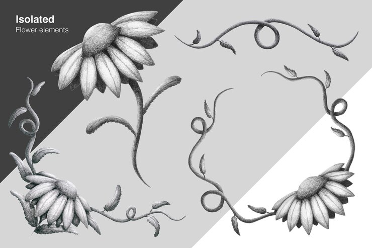 PSD daisy flower isolated elements