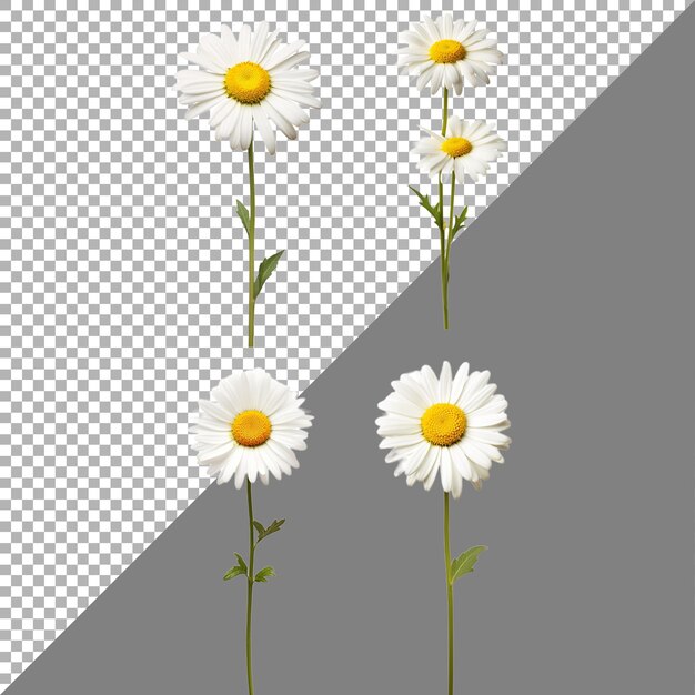 Daisy flower on transparent background ai generated