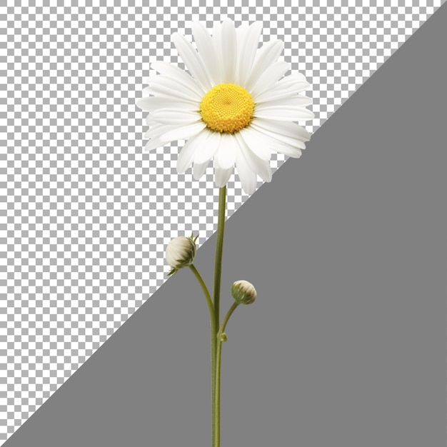 PSD daisy flower on transparent background ai generated