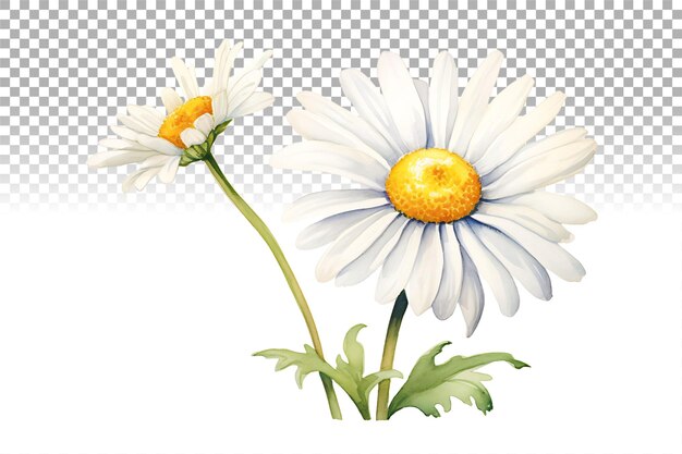 PSD daisy flower watercolor clipart ilustracja z rumianką doskonała do dekoracji ślubnej i domowej