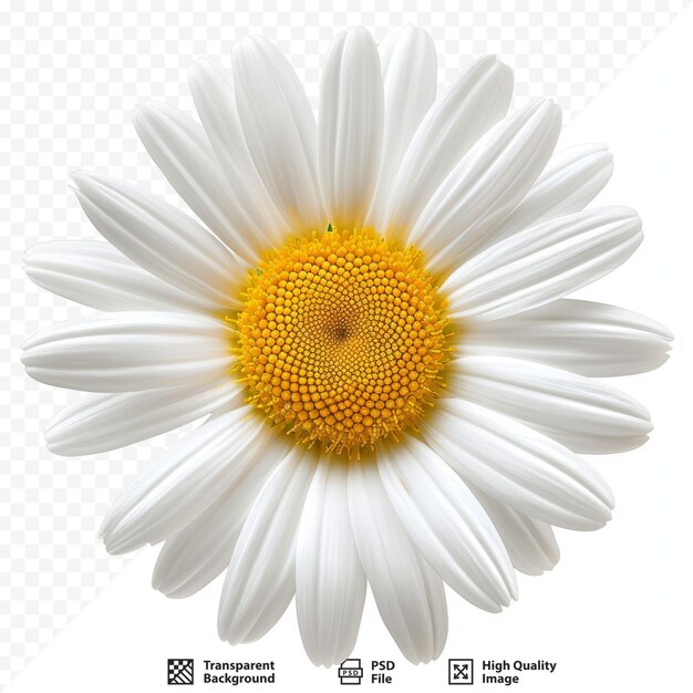 PSD daisy flower