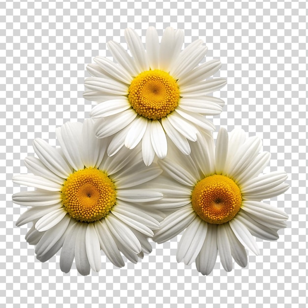 PSD daisy flowers on transparent background