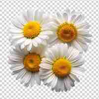 PSD daisy flowers on transparent background