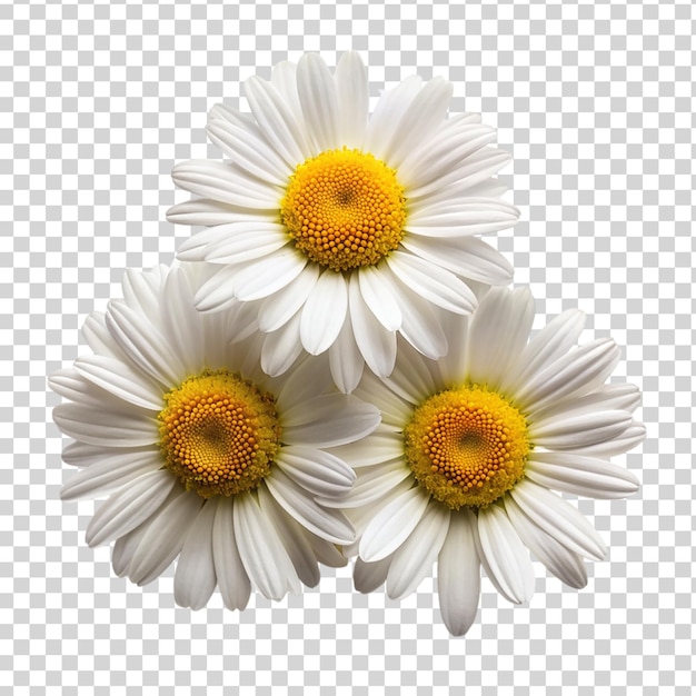 PSD daisy flowers on transparent background