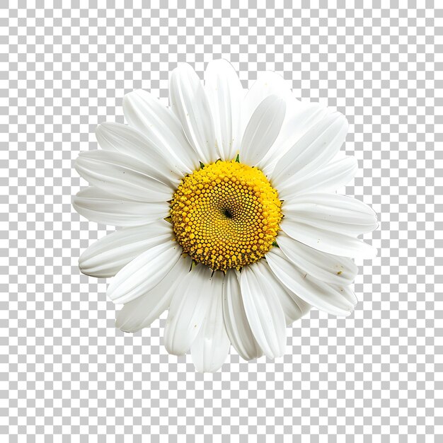 PSD daisy png met doorzichtige achtergrond