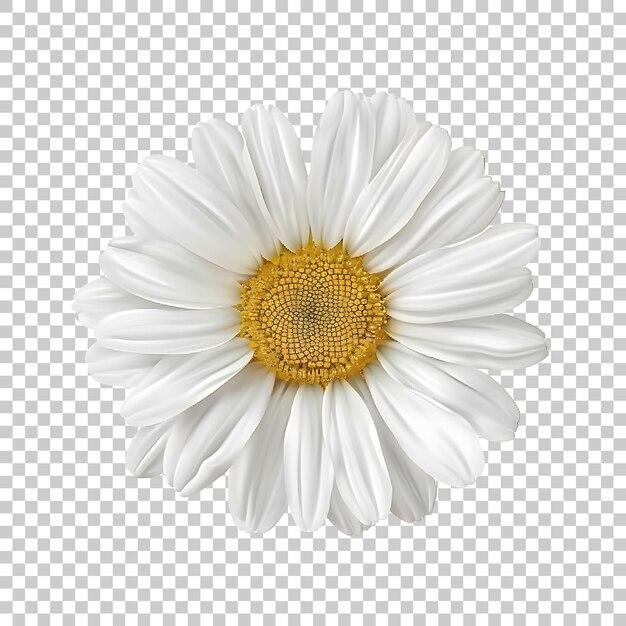 PSD daisy png met doorzichtige achtergrond