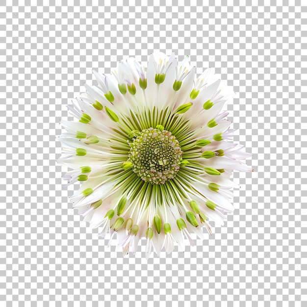 Daisy PNG with Transparent Background