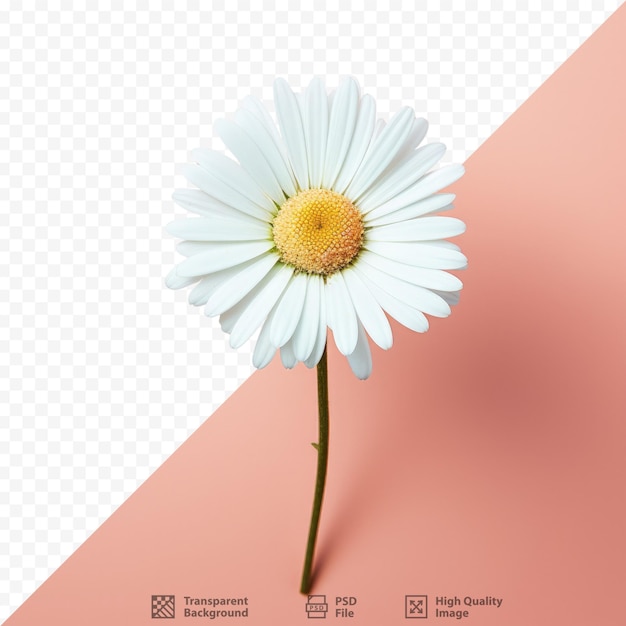 PSD daisy on transparent background