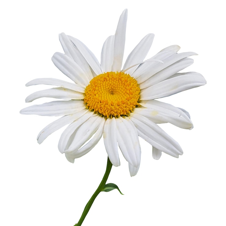 PSD daisy zonder achtergrond