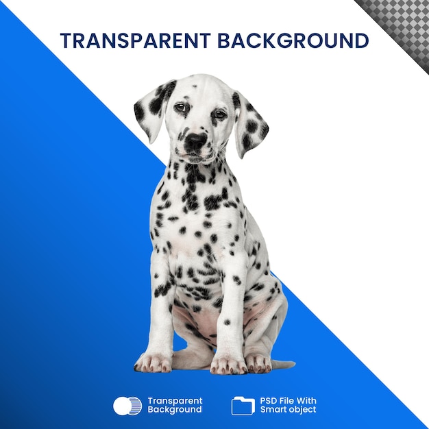 PSD dalmatische hond transparant