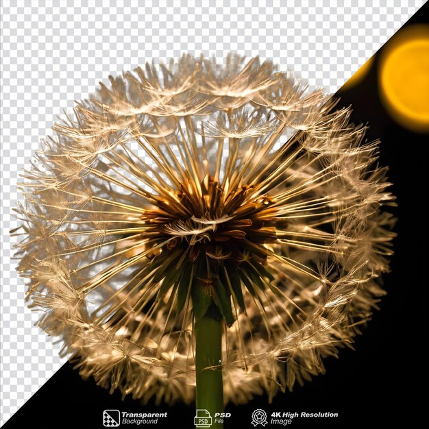 PSD dandelion beneath vibrant lights on a transparent background isolated