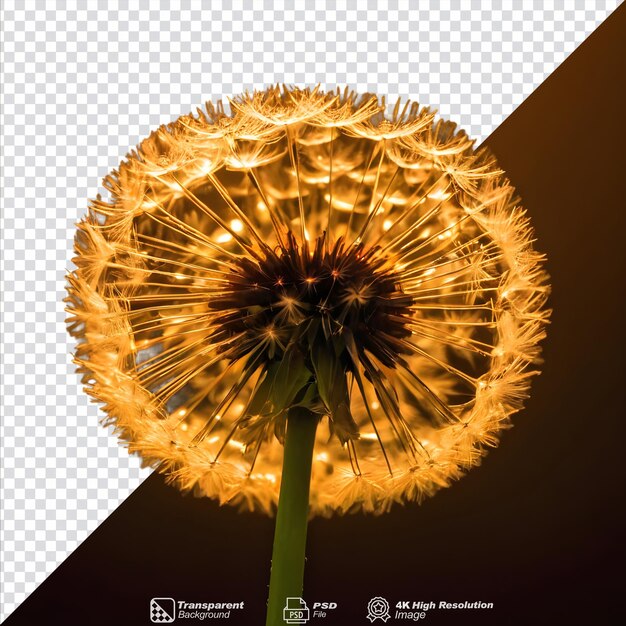 PSD dandelion beneath vibrant lights on a transparent background isolated