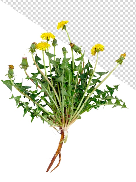 PSD dandelion flower png