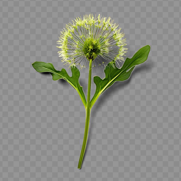 A dandelion with a flower on a transparent background