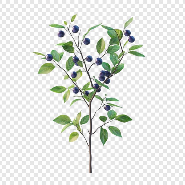 緑の枝の上にある濃い青いベリー 自然植物の植物学的イラスト