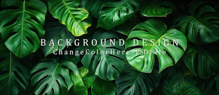 PSD de achtergrond is een weelderig groen monstera-blad.