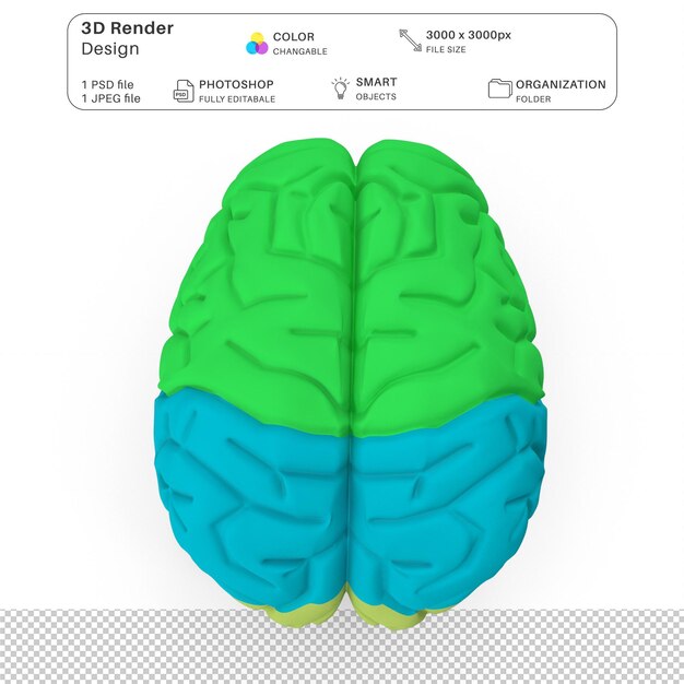 PSD de menselijke hersenen 3d-modellering psd-bestand realistische menselijke anatomie