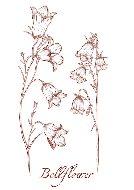 De met de hand getekende schets illustreert prachtige klokbloemen in een grillige artistieke stijl