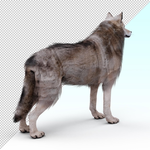 De wolf is geïsoleerd.