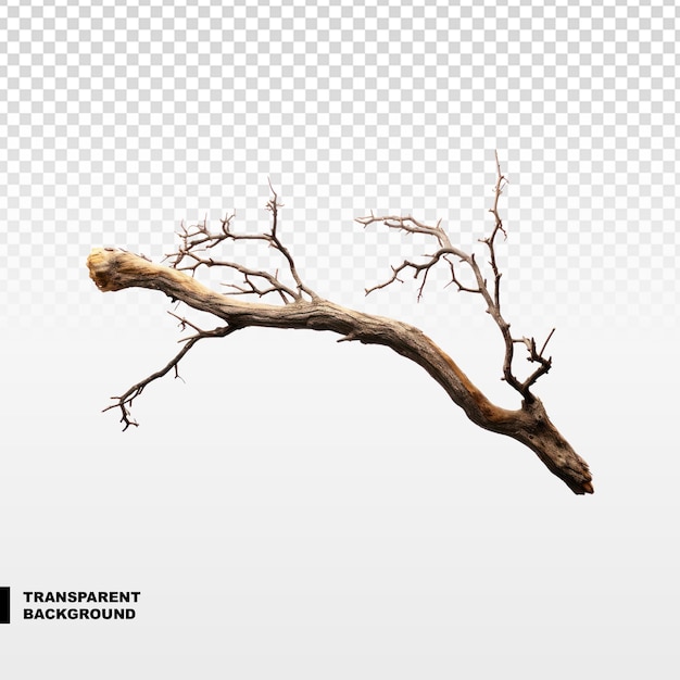 PSD dead branch on a transparent background isolated