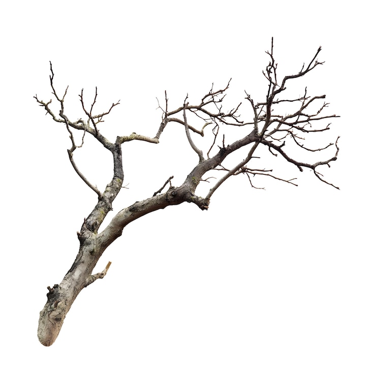 PSD dead tree branches