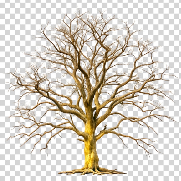 PSD dead tree isolated on transparent background