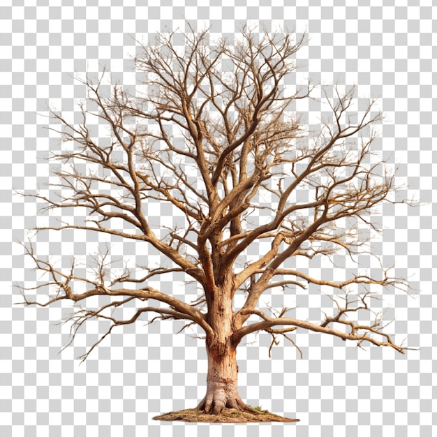 Dead tree isolated on transparent background