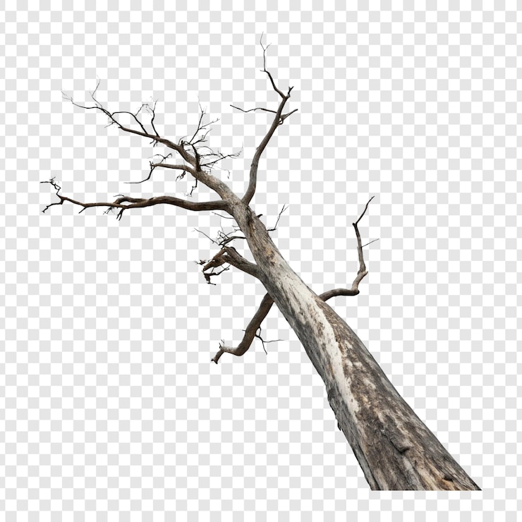 PSD dead tree with bare branches