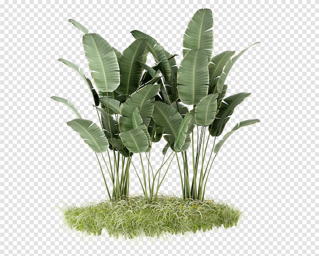 PSD decor plant in 3d rendering isolated