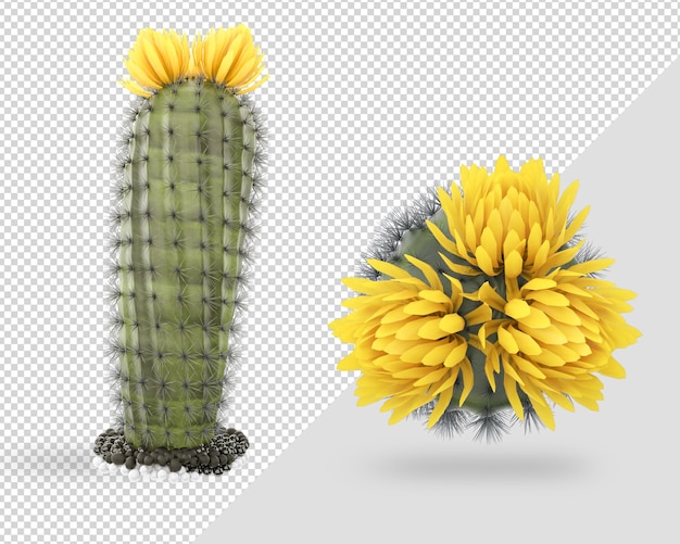 PSD 3dレンダリングデザインの装飾サボテンの花