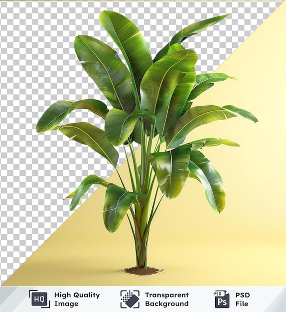 PSD pianta di banana decorativa png clipart con foglie verdi lussureggianti e gambo lungo sulla parete gialla