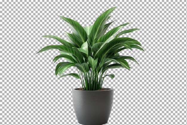 透明な背景に隔離されたあなたの装飾を高めるための装飾的な室内植物のポット