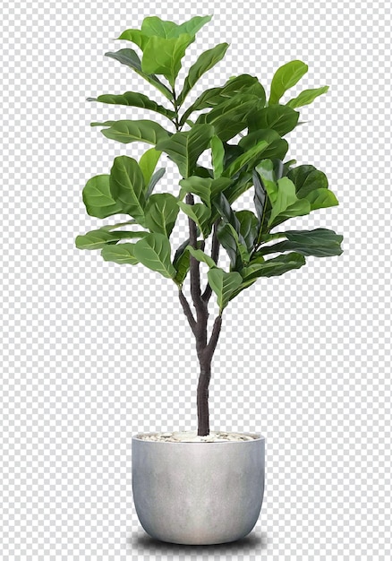 Decorative plants in pots