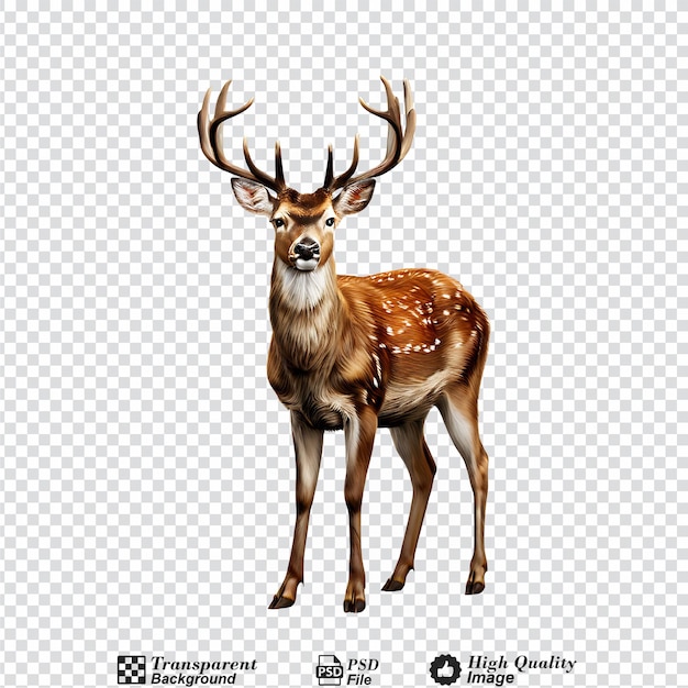 PSD deer isolated on transparent background