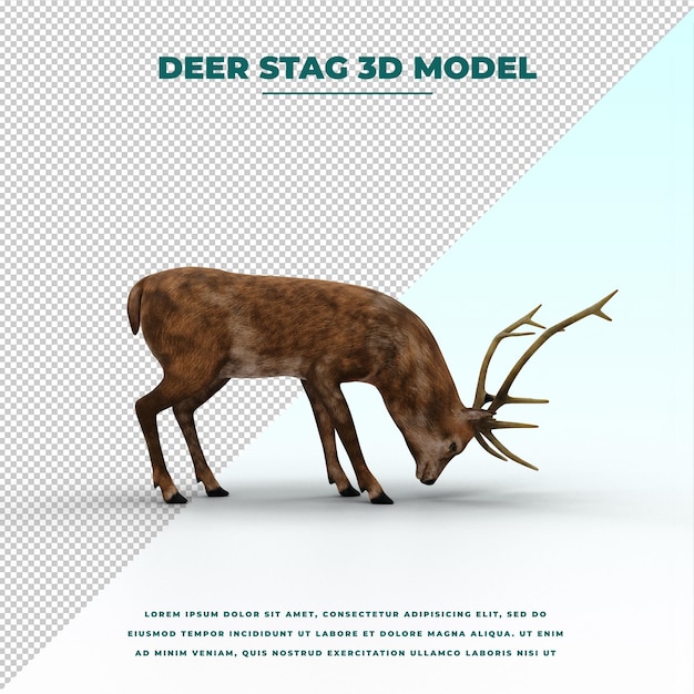 Deer stag isolated