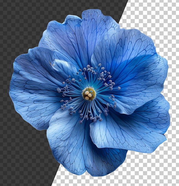 PSD delicate blauwe anemone bloem met gedetailleerd centrum op transparante achtergrond stock png