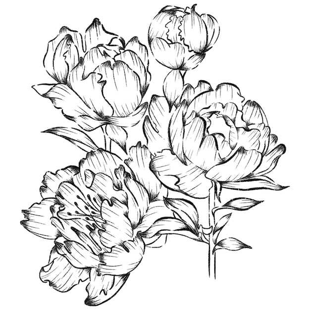 優雅 に 曲がっ た 花びら と 細かい 葉 を 持つ ピオニア の 花 を 細かく 描い て い ます