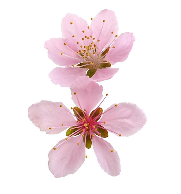 delicate pink flower closeup view of peach flower showing the beauty of spring