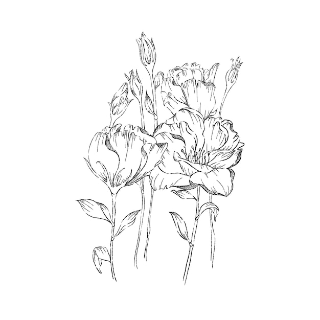 Delicate sketch of blooming flowers showcasing intricate details and natural beauty