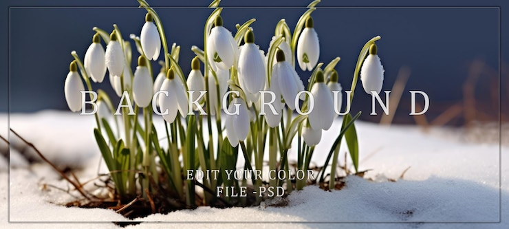 PSD delicate snowdrops emerging from winters embrace