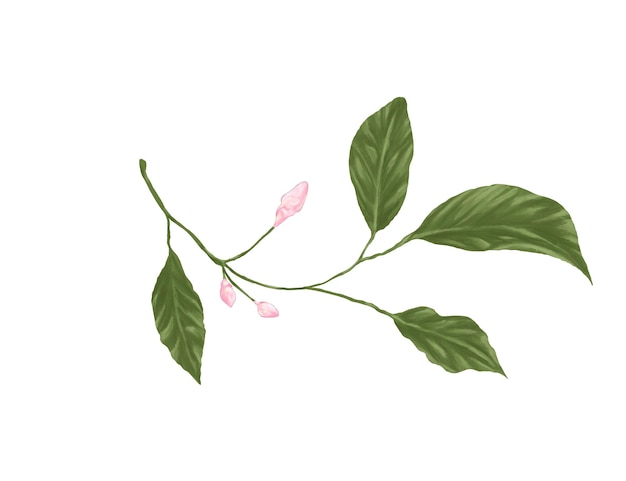 緑 の 葉 と ピンク の 芽 を 持つ 細 な 水彩 の 枝