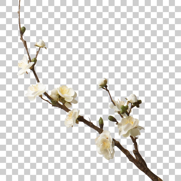 優雅的白色梅花