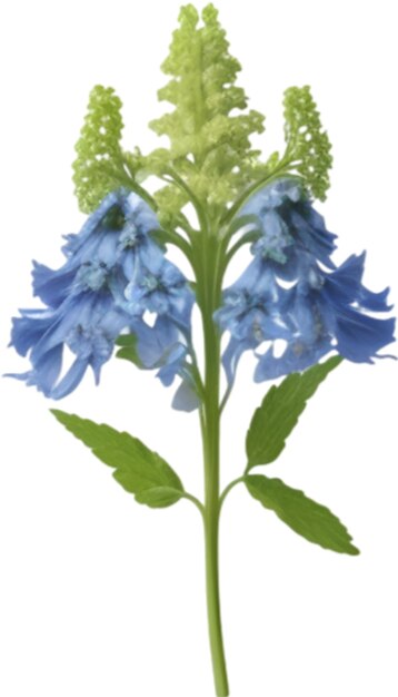 PSD delphinium clipart słodka ikona kwiatów delphinium